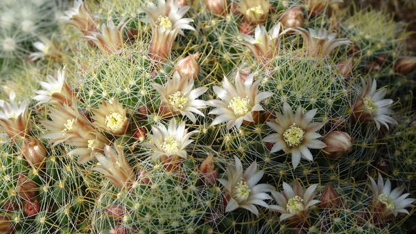 DSC04818Mammillaria wildii