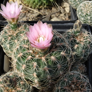 DSC04823Gymnocalycium bruchii ssp. niveum LF90