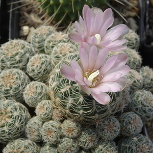 DSC04824Gymnocalycium bruchii ssp. albispinum