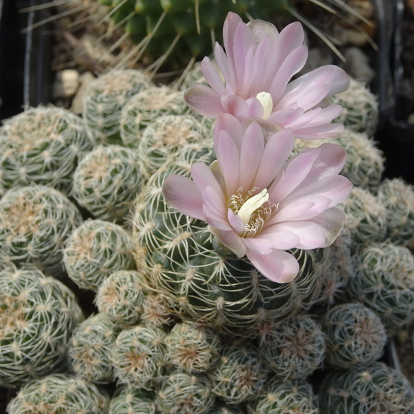 DSC04824Gymnocalycium bruchii ssp. albispinum