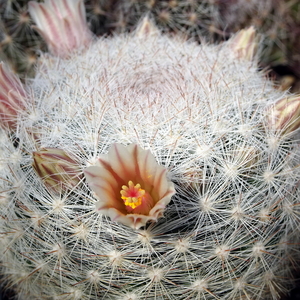 DSC04830Mammillaria candida