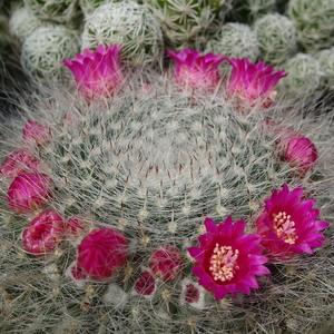 DSC04827Mammillaria hahniana