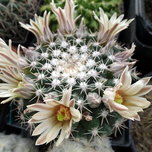 DSC04840Mammillaria heyderi v. hemisphaerica