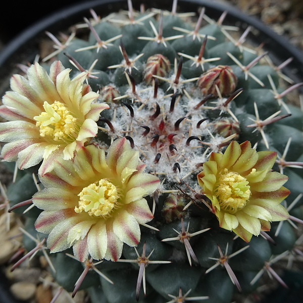 DSC04839Mammillaria uncinata