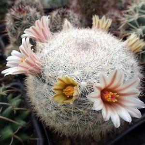 DSC04841Mammillaria candida