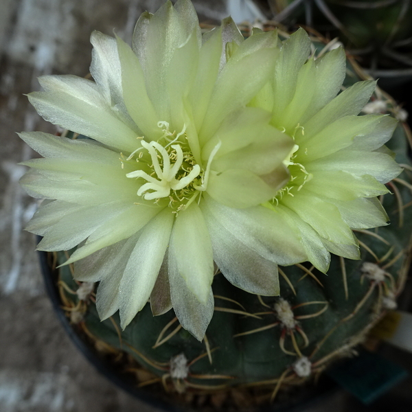 DSC04844Gymnocalycium leeanum