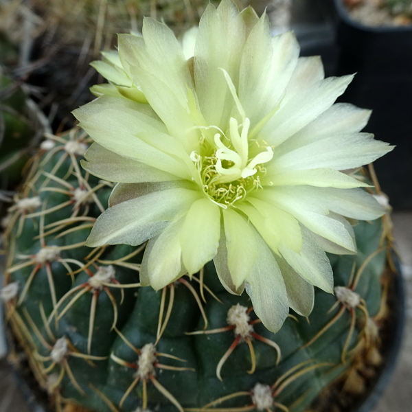 DSC04845Gymnocalycium leeanum