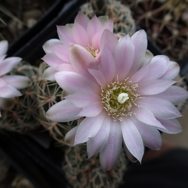 DSC04846Gymnocalycium bruchii ssp. niveum LF90