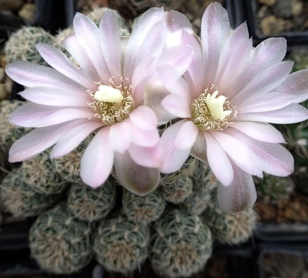 DSC04847Gymnocalycium bruchii ssp. albispinum