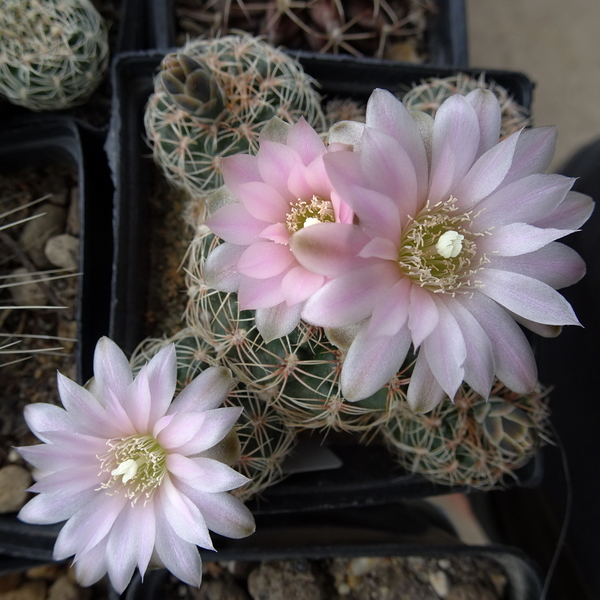 DSC04848Gymnocalycium bruchii ssp. niveum LF90