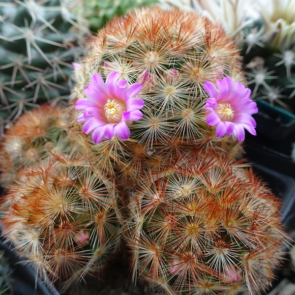 DSC04850Mammillaria carmenae rubrispina