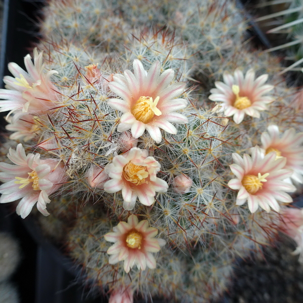 DSC04851Mammillaria prolifera