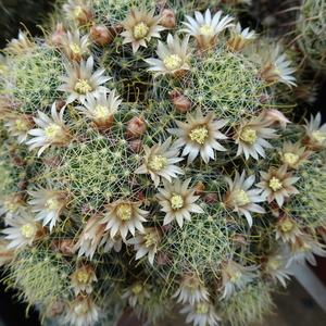 DSC04852Mammillaria wildii