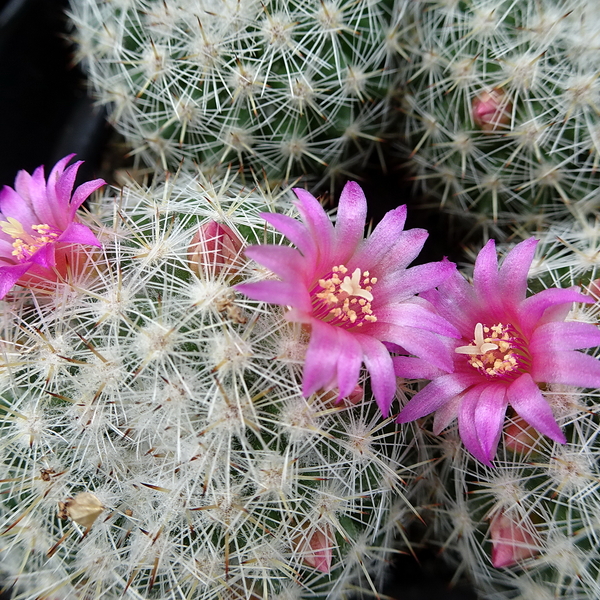 DSC04854Mammillaria albilanata