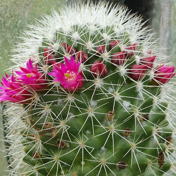 DSC04855Mammillaria backebergiana