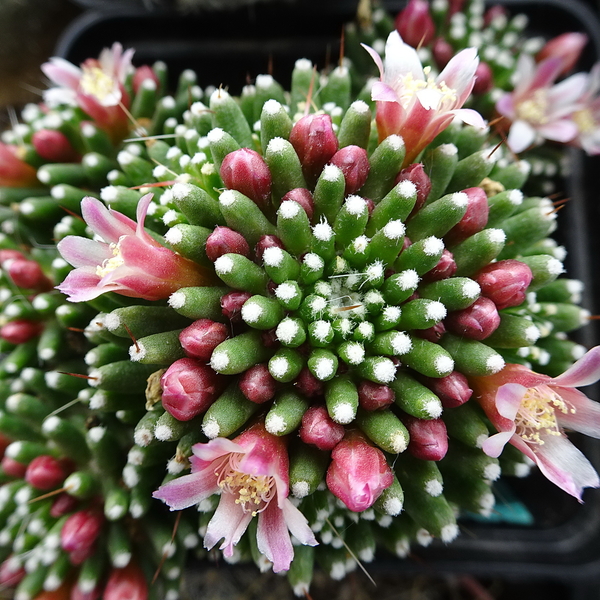 DSC04857Mammillaria painteri monstruosa