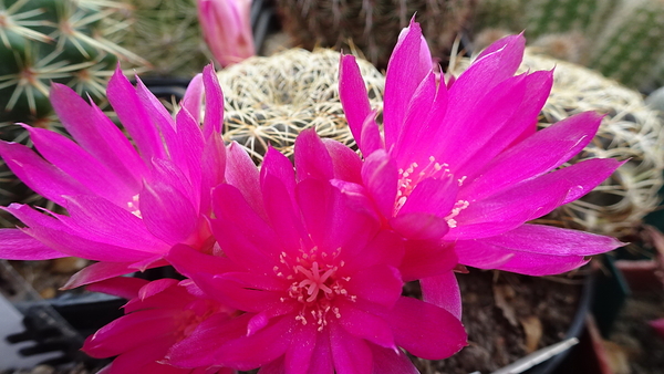 Sulcorebutia breviflora ssp. laui L314