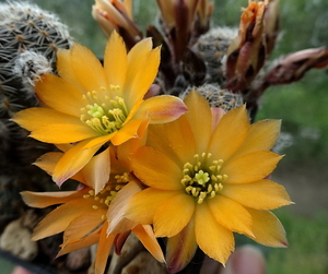 Mediolobivia pygmaea v. knizei