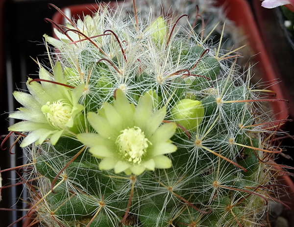 DSC04890Mammillaria kunzeana