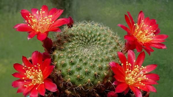 DSC04889Rebutia albiareolata