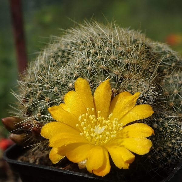 DSC04899Rebutia marsoneri