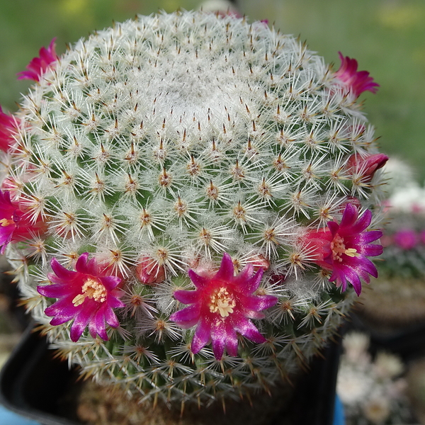 DSC04901Mammillaria haageana