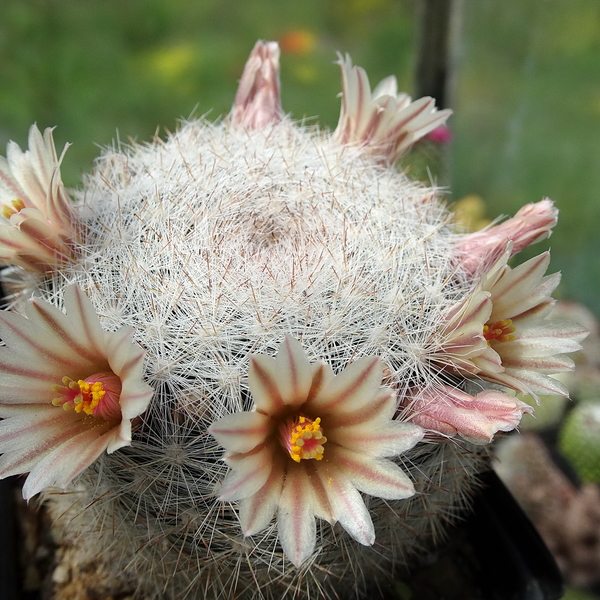 DSC04902Mammillaria candiae