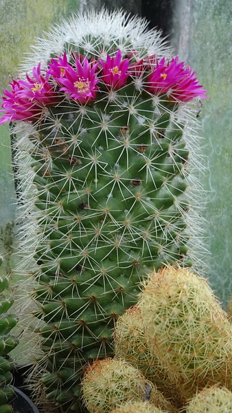 DSC04914Mammillaria backebergiana