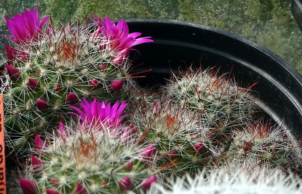 DSC04938Mammillaria glochidiata