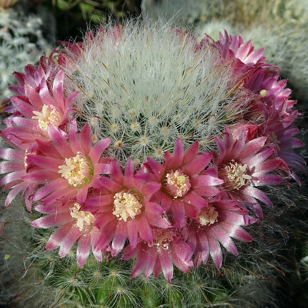 DSC04993Mammillaria bocasana v. roseiflora