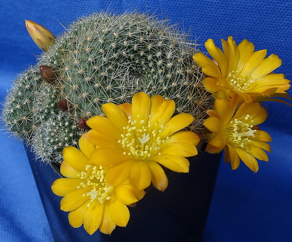 DSC05015Rebutia marsoneri