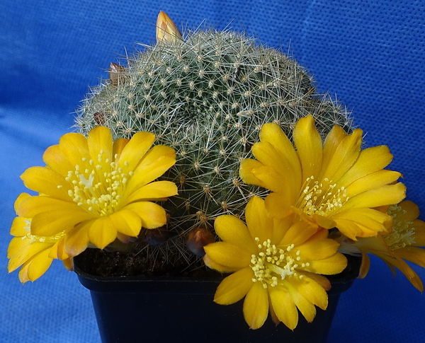 DSC05014Rebutia marsoneri