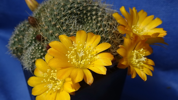 DSC05016Rebutia marsoneri