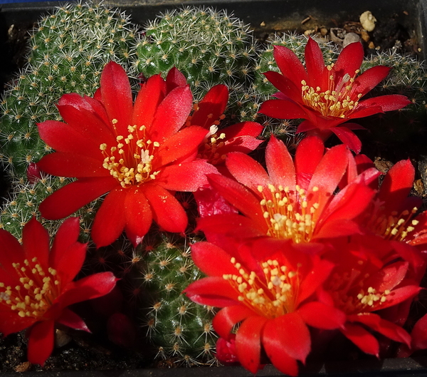 DSC05027Rebutia albiareolata