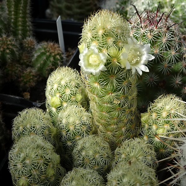 DSC05030Mammillaria elongata