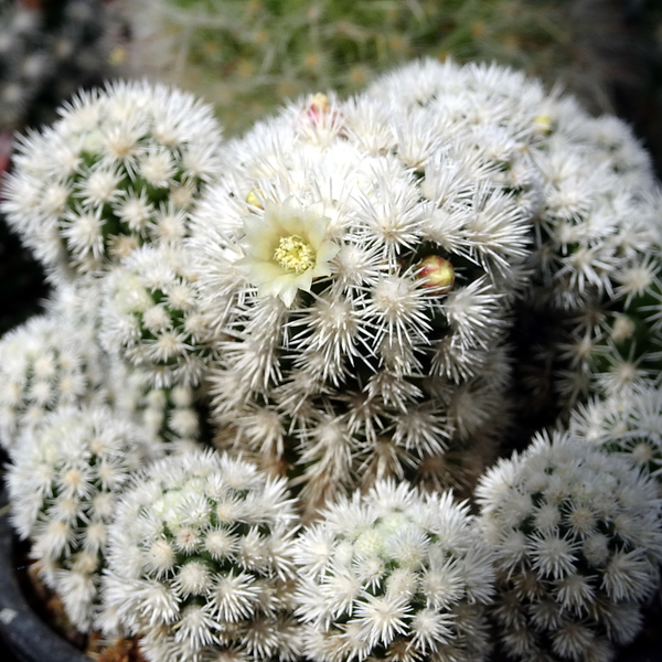 DSC05032Mammillaria vetula ssp. gracilis cv Arizona Snow Cap