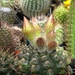 DSC05034Notocactus crassigibus