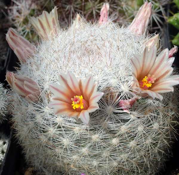 DSC05035Mammillaria candida