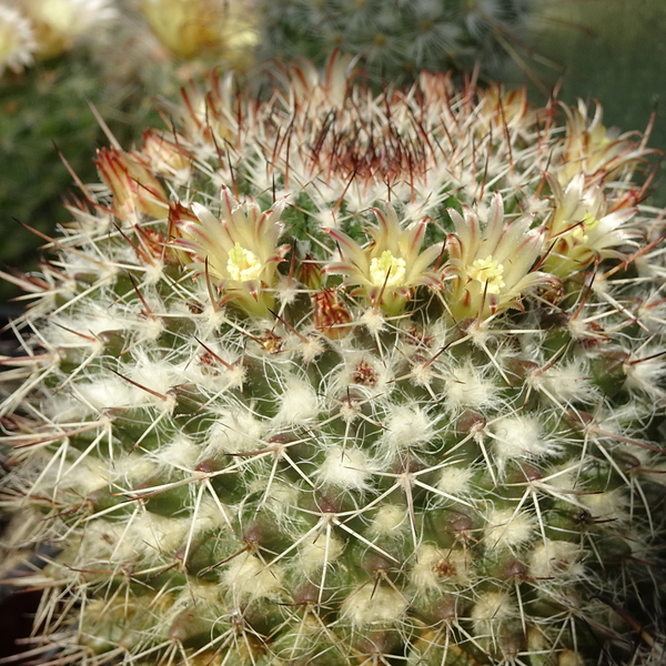 DSC05036Mammillaria karwinskiana