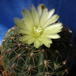 DSC05039Gymnocalycium leeanum