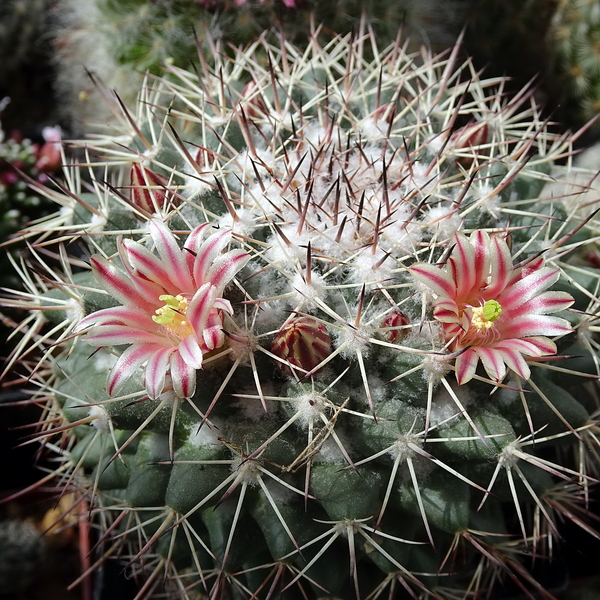 DSC05050Mammillaria tayloriorum