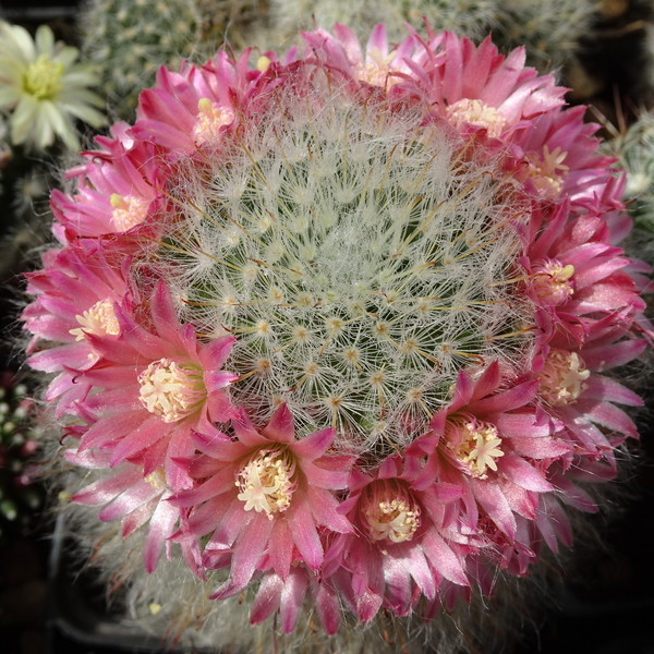 DSC05051Mammillaria bocasana v. roseiflora