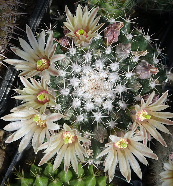 DSC05052Mammillaria heyderi v. hemisphaerica