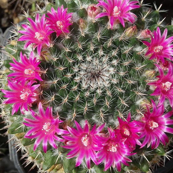 DSC05053Mammillaria woodsii