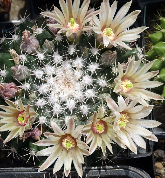 DSC05054Mammillaria heyderi v. hemisphaerica