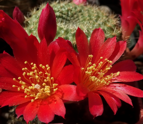 DSC05056Rebutia albiareolata