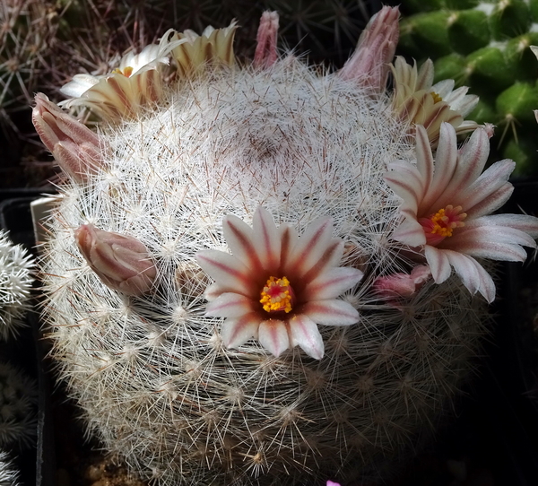 DSC05055Mammillaria candida