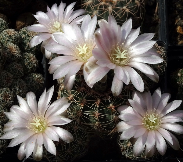 DSC05058Gymnocalycium bruchii ssp. niveum LF90