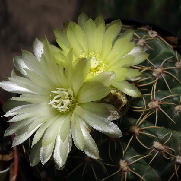 DSC05059Gymnocalycium leeanum