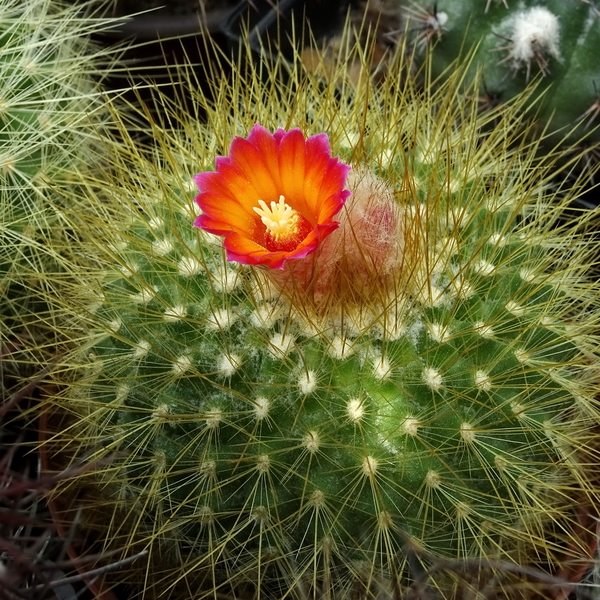 DSC05060Parodia chrysacanthion cv. red flower